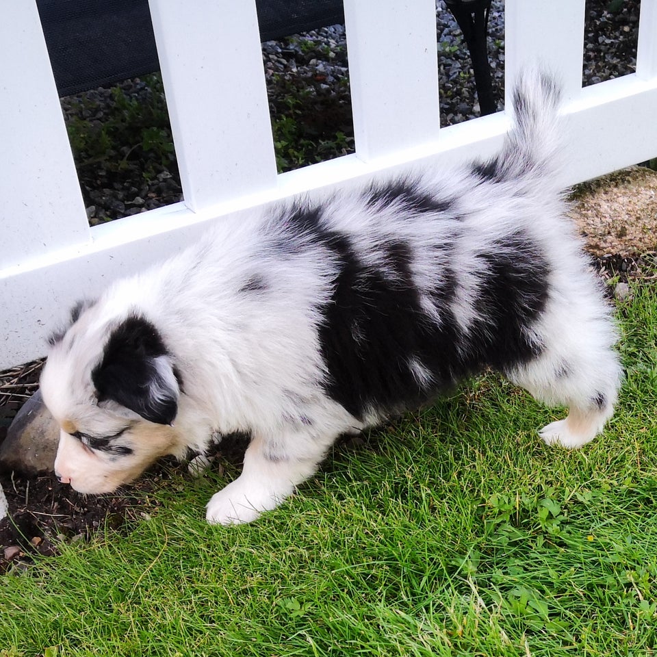 Australian shepherd hvalpe