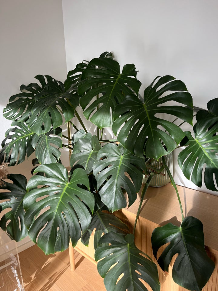 Plante, Monstera