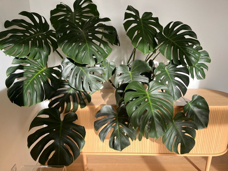 Plante, Monstera