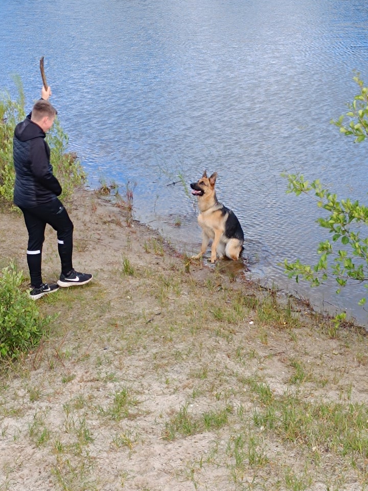 Schæfer , hund, 12 mdr.