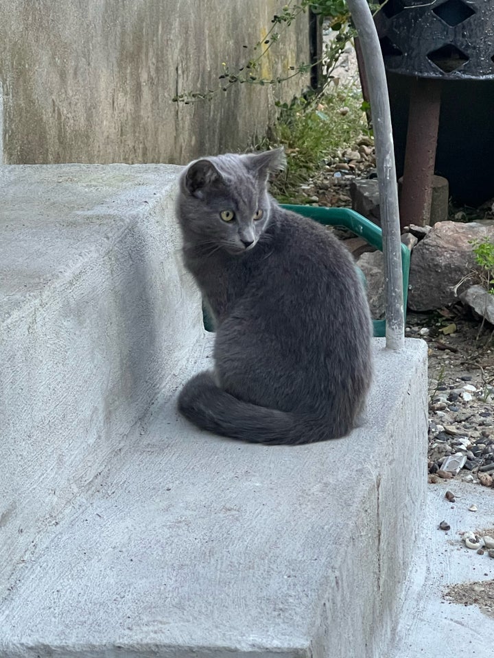 Flere killinger, Gårdkat, 5 mdr.