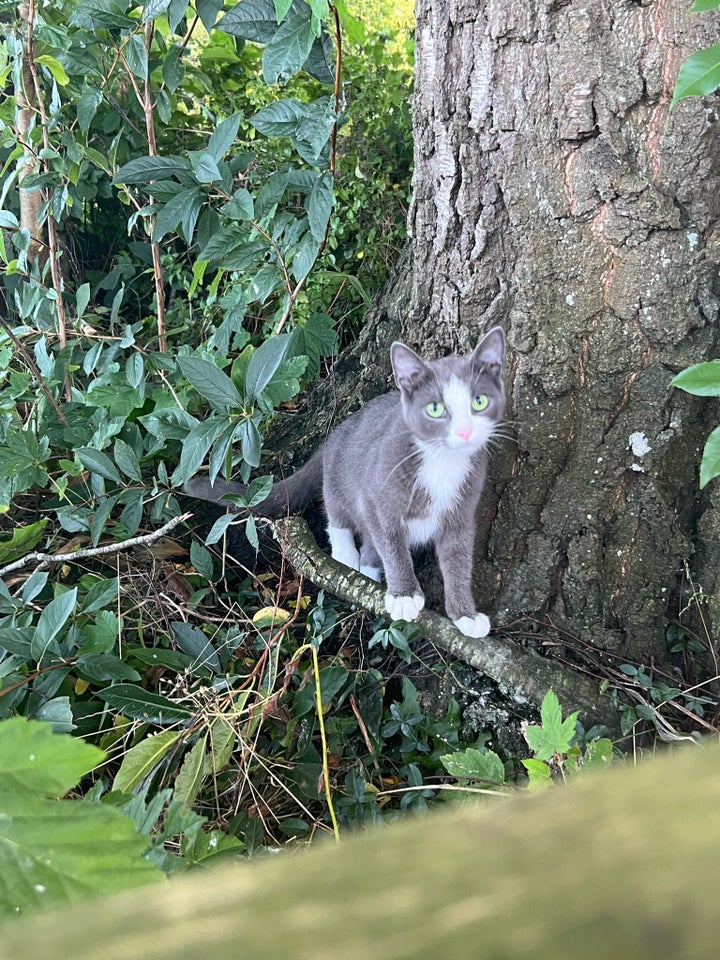 Flere killinger, Gårdkat, 5 mdr.