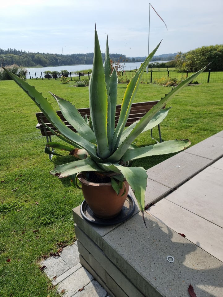 Agave, Kaktus