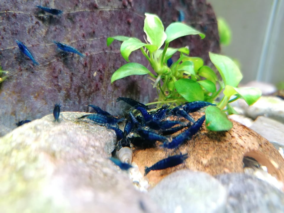 Blue Diamond neocaridina, 30+ stk.