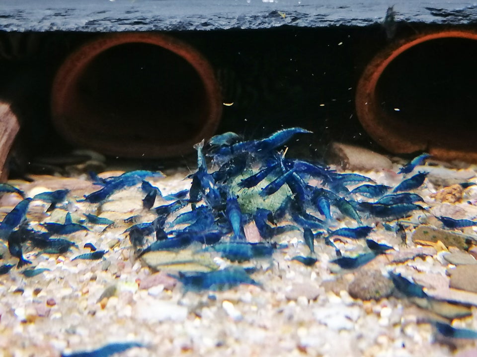 Blue Diamond neocaridina, 30+ stk.