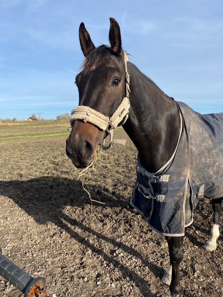 Dansk Varmblod, vallak, 8 år