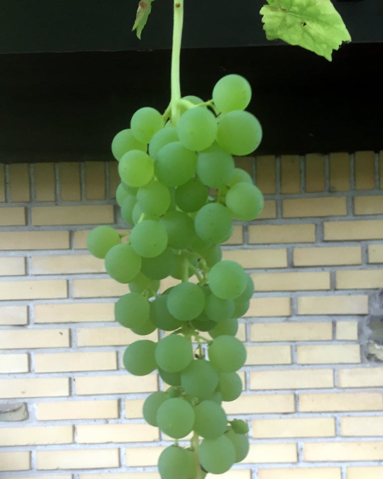 Vinplanter ca. 20 cm høje, Vitis