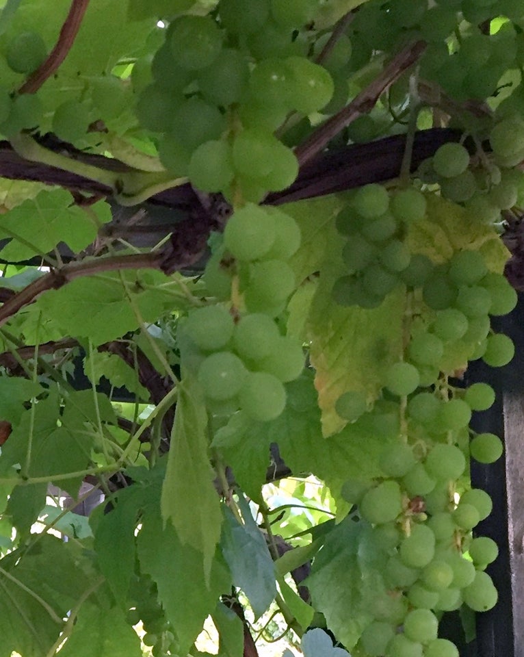 Vinplanter ca. 20 cm høje, Vitis