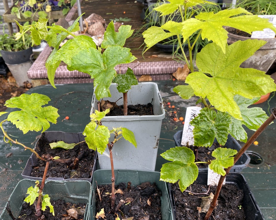 Vinplanter ca. 20 cm høje, Vitis