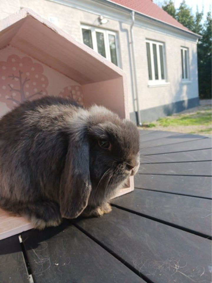 Kanin Mini lop 0 år