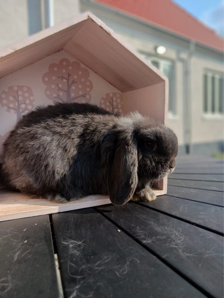 Kanin Mini lop 0 år