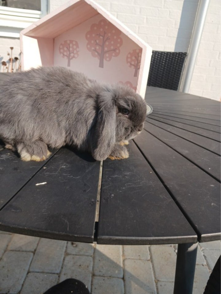 Kanin Mini lop 0 år