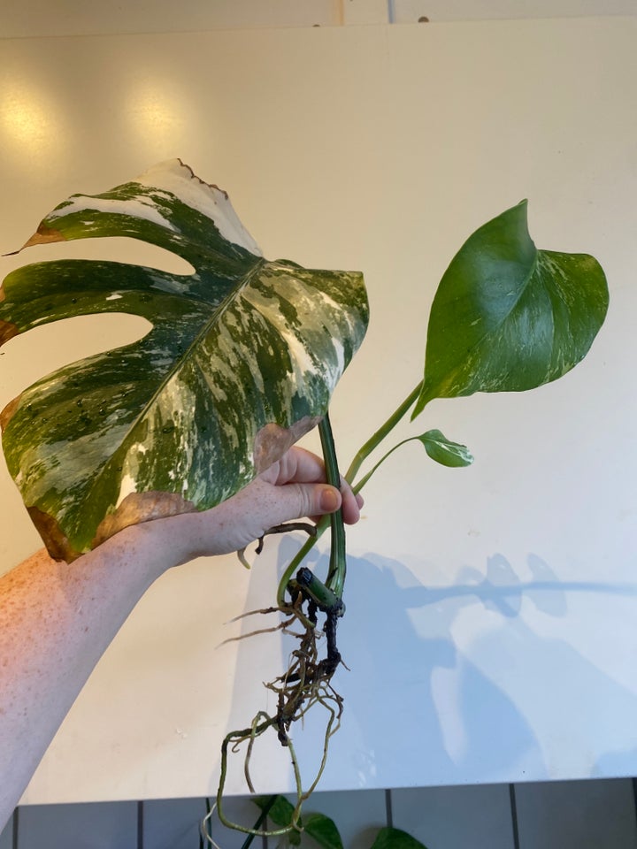 monstera albo variegata, stikling