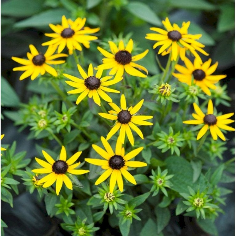 Staude., Solhat. Rudbeckia.