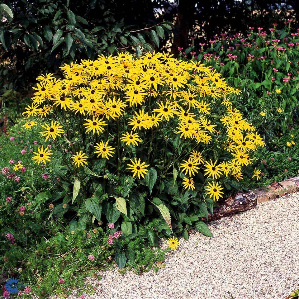 Staude., Solhat. Rudbeckia.