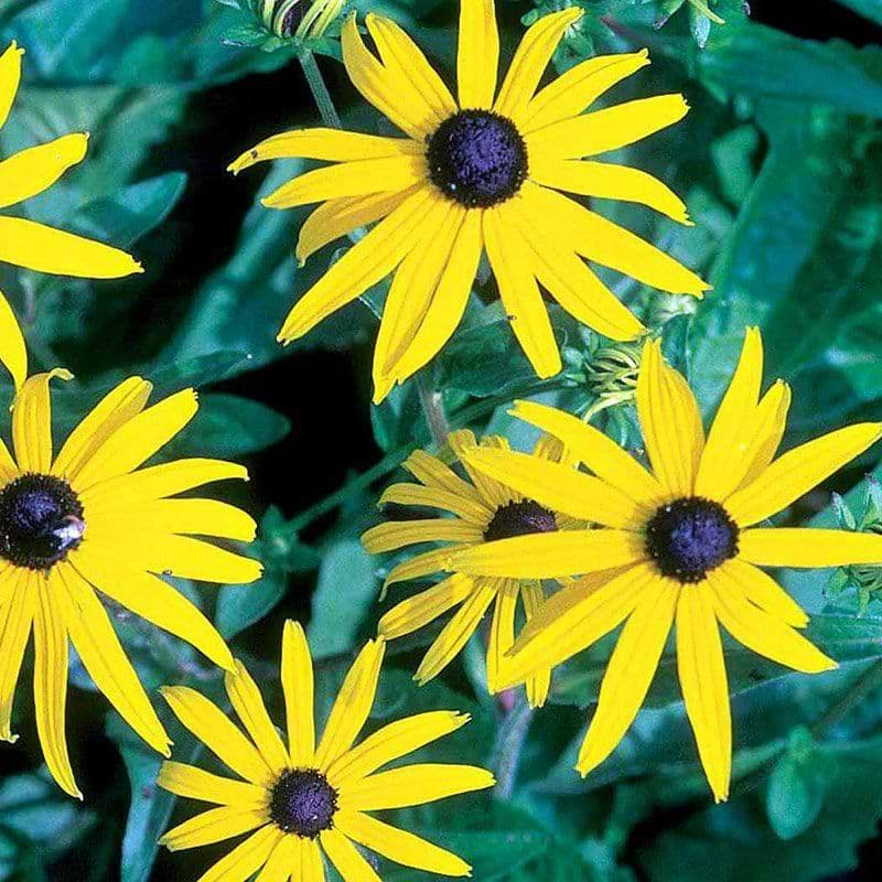 Staude., Solhat. Rudbeckia.