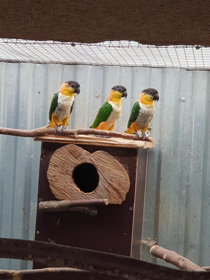 Papegøje Sortkappet caique 0 år