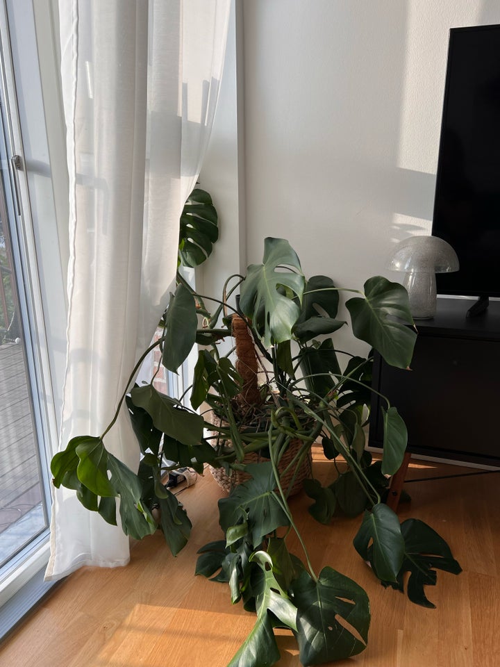 Monstera, Monstera