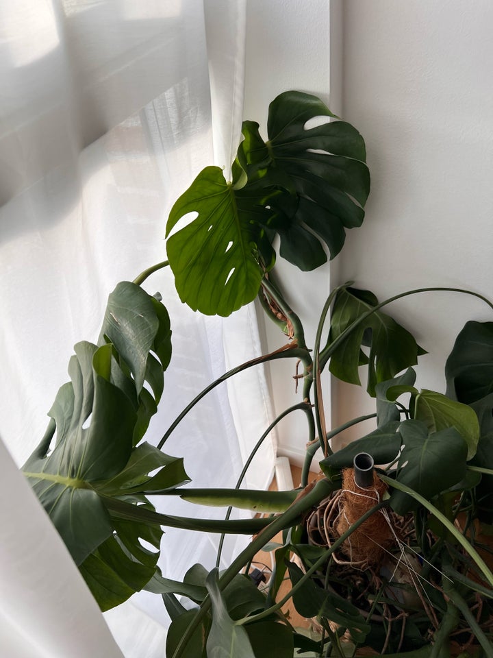 Monstera, Monstera