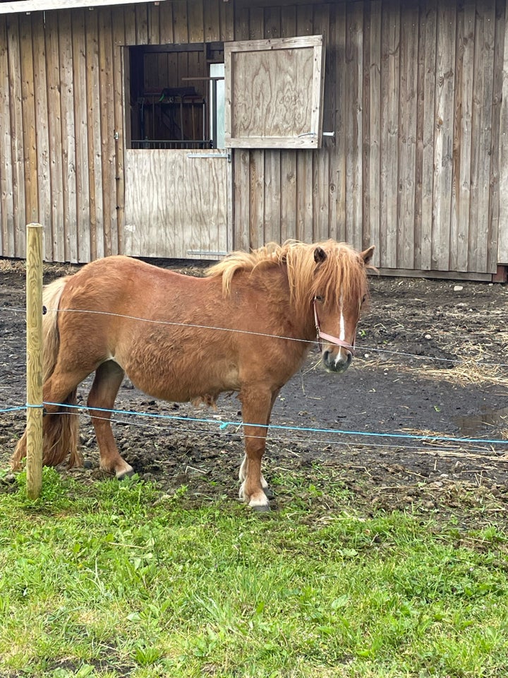 Shetlandspony hoppe 2 år