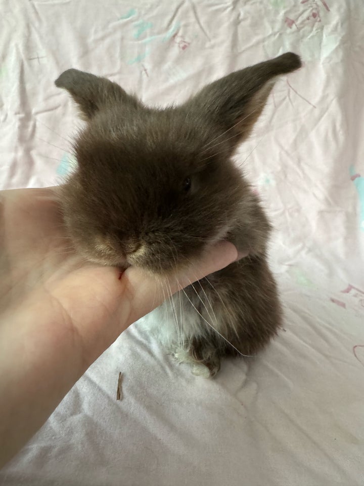 Kanin, Mini lop Minilop, 0 år