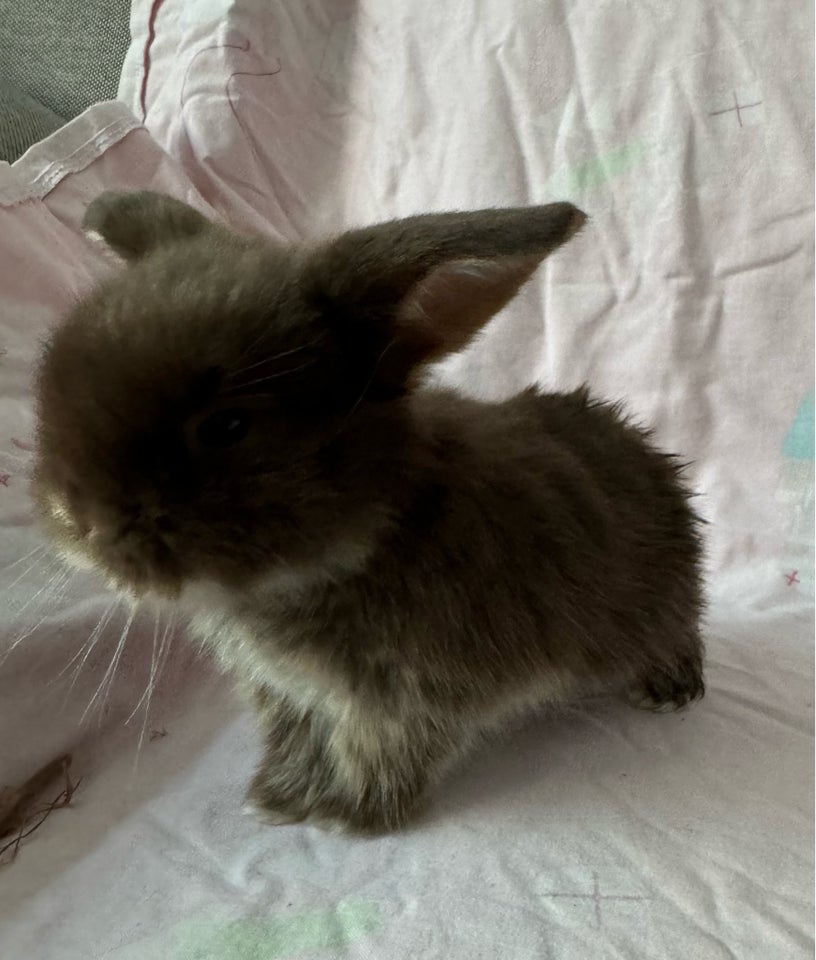 Kanin, Mini lop Minilop, 0 år