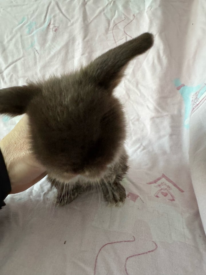 Kanin, Mini lop Minilop, 0 år