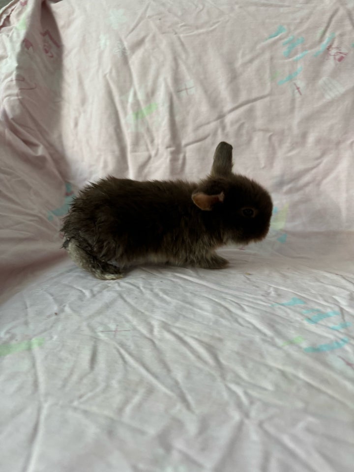 Kanin, Mini lop Minilop, 0 år