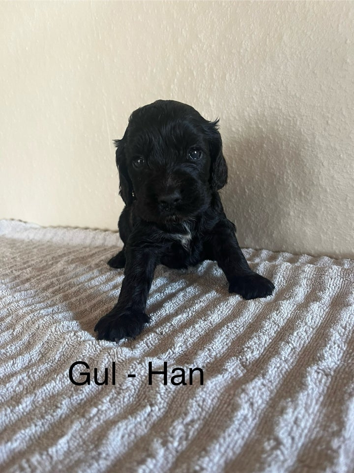 Cocker Spaniel hvalpe 8 uger