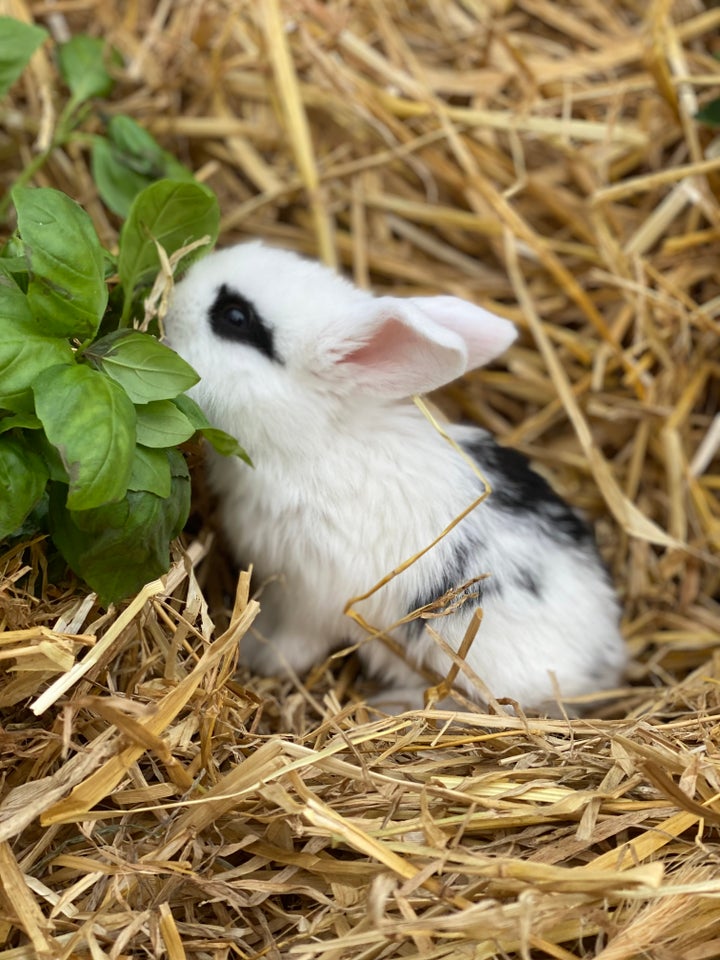 Dværgvædder Kaninunger med