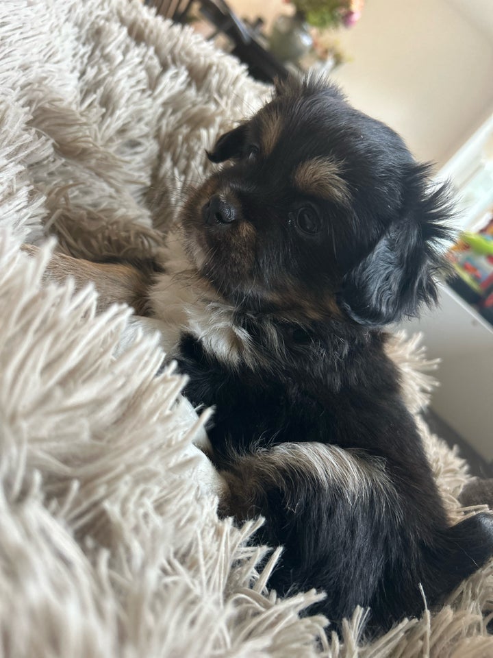 Tibetansk spaniel, hanhund, 6 uger