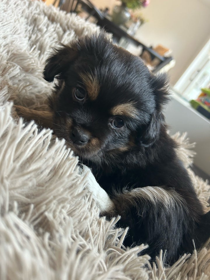 Tibetansk spaniel, hanhund, 6 uger