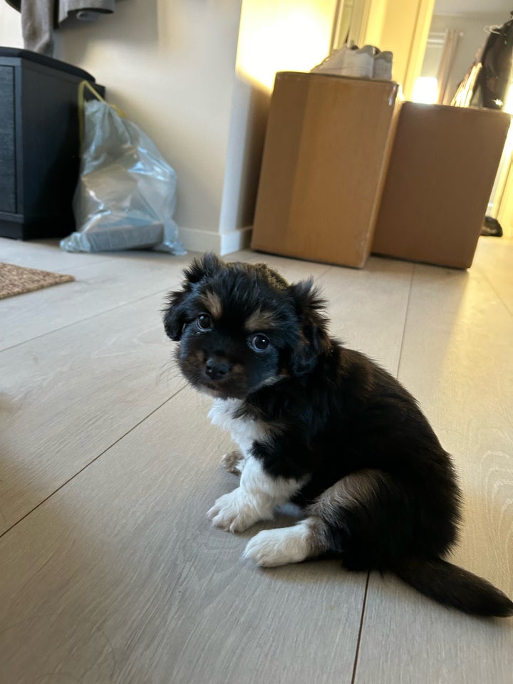 Tibetansk spaniel, hanhund, 6 uger