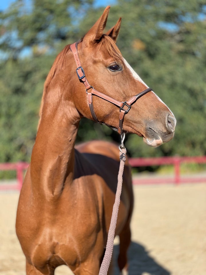 Dansk Varmblod, hoppe, 6 år