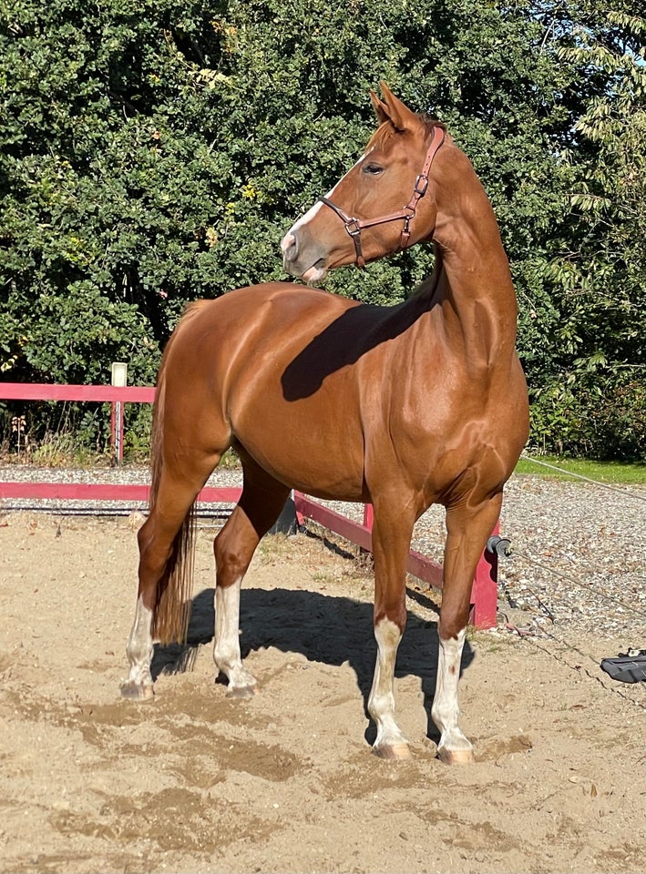 Dansk Varmblod, hoppe, 6 år