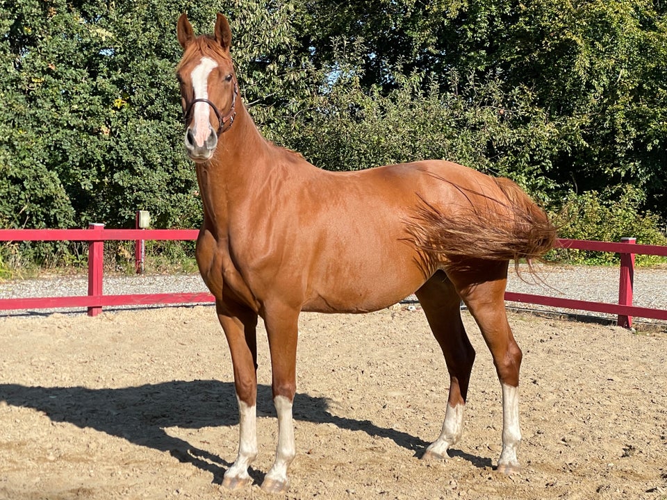 Dansk Varmblod, hoppe, 6 år