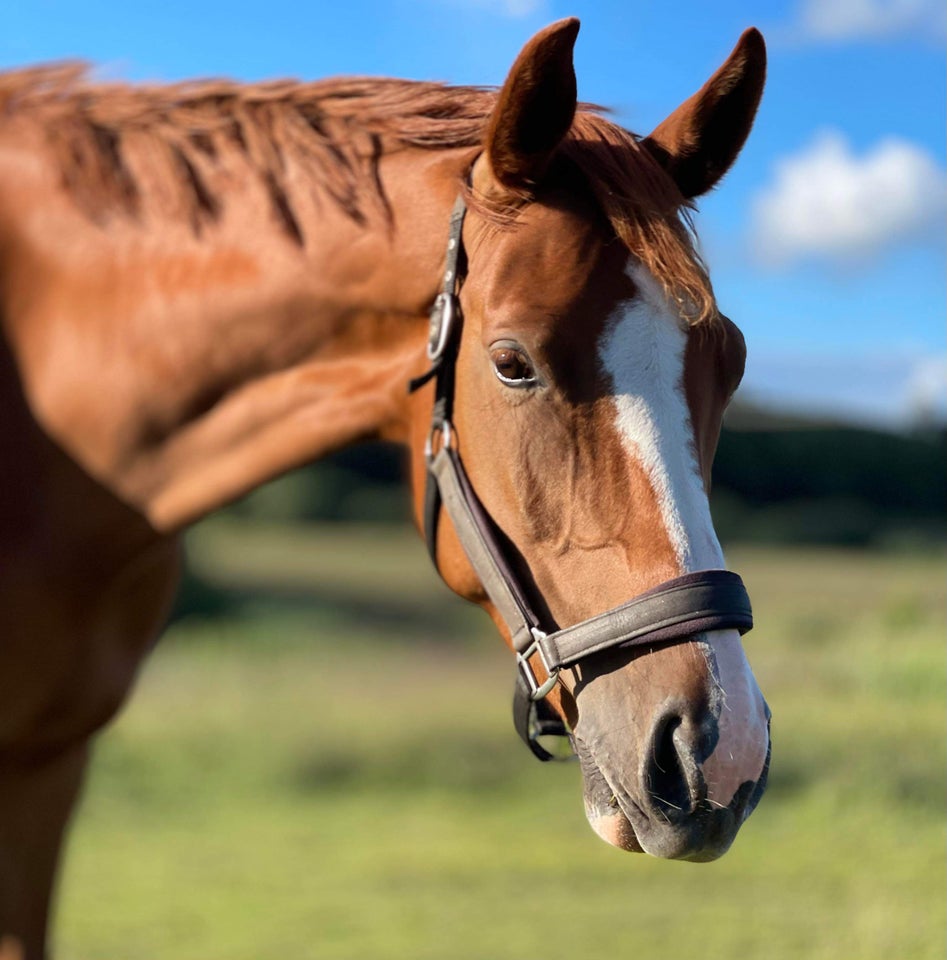 Dansk Varmblod, hoppe, 6 år