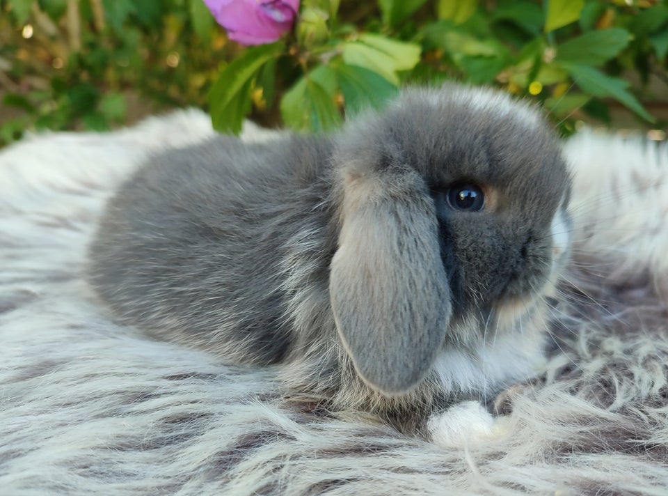 Kanin, Minilop mini lop, 0 år