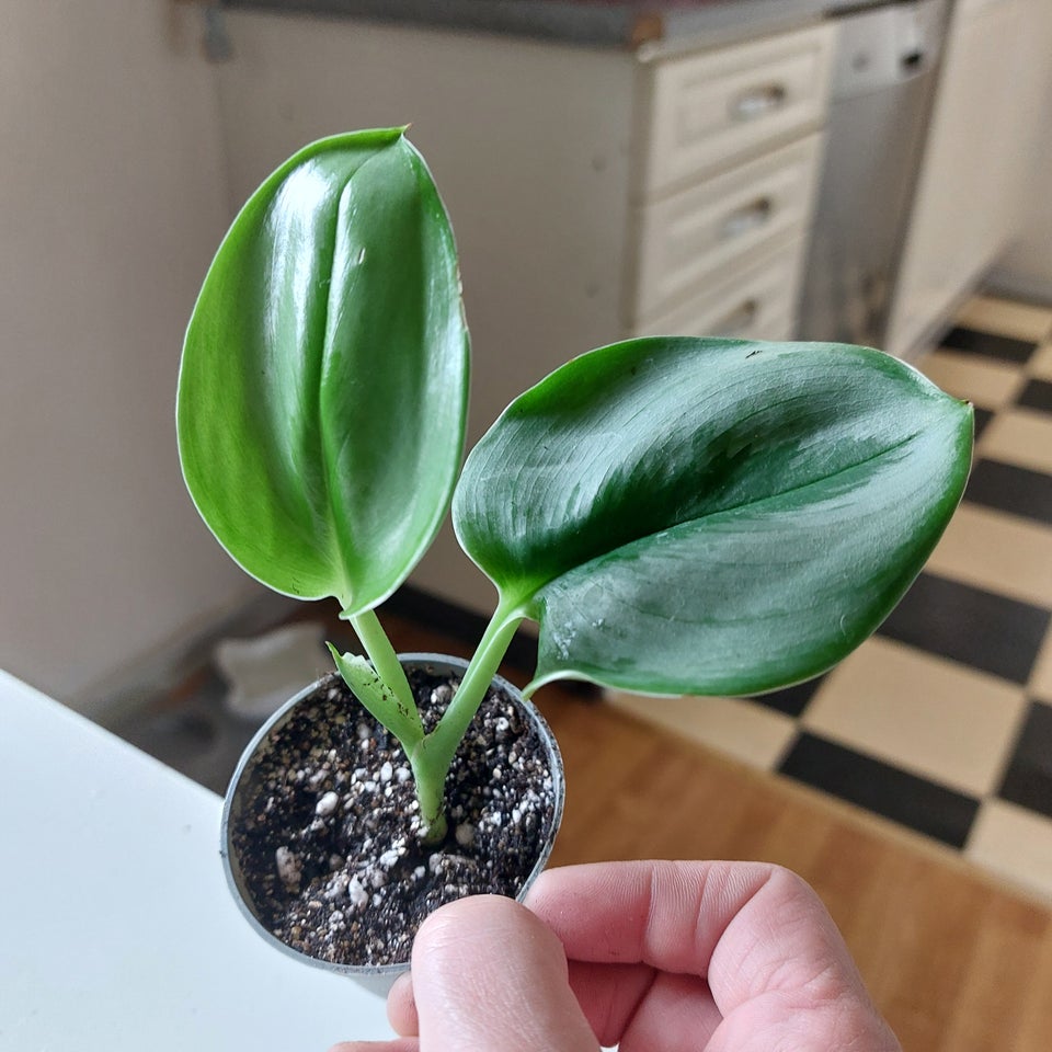 Monstera adansonii varigate