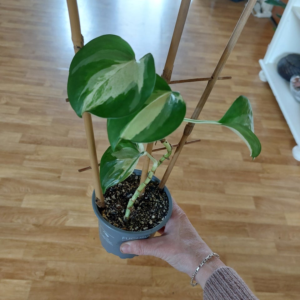 Monstera adansonii varigate