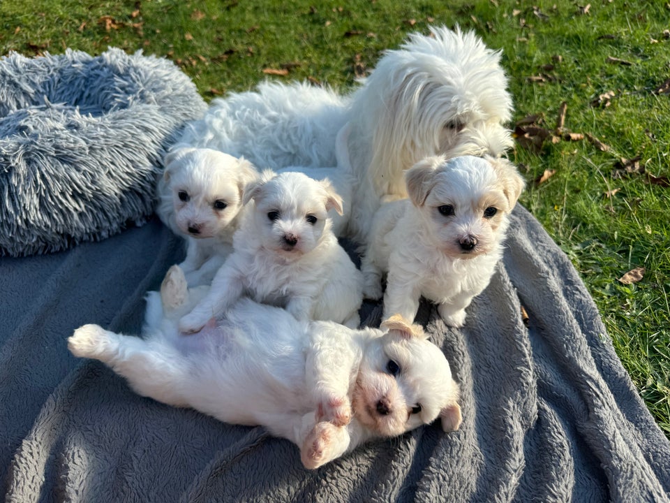 Coton de tulear hvalpe 6 uger