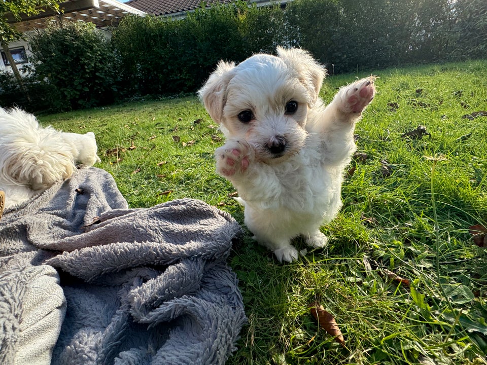 Coton de tulear hvalpe 6 uger