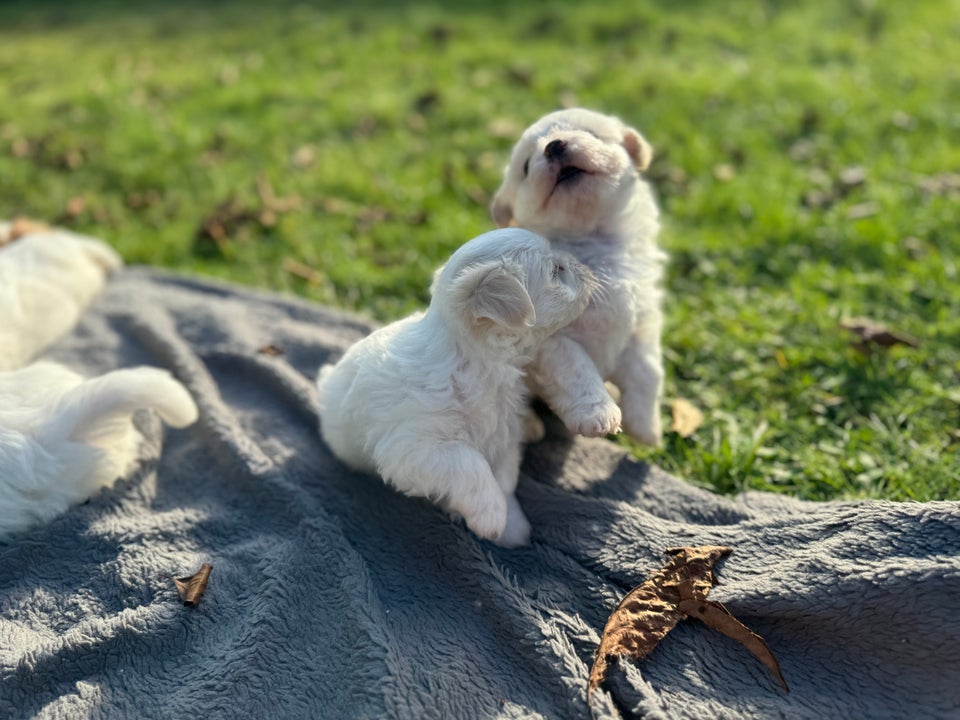 Coton de tulear hvalpe 6 uger