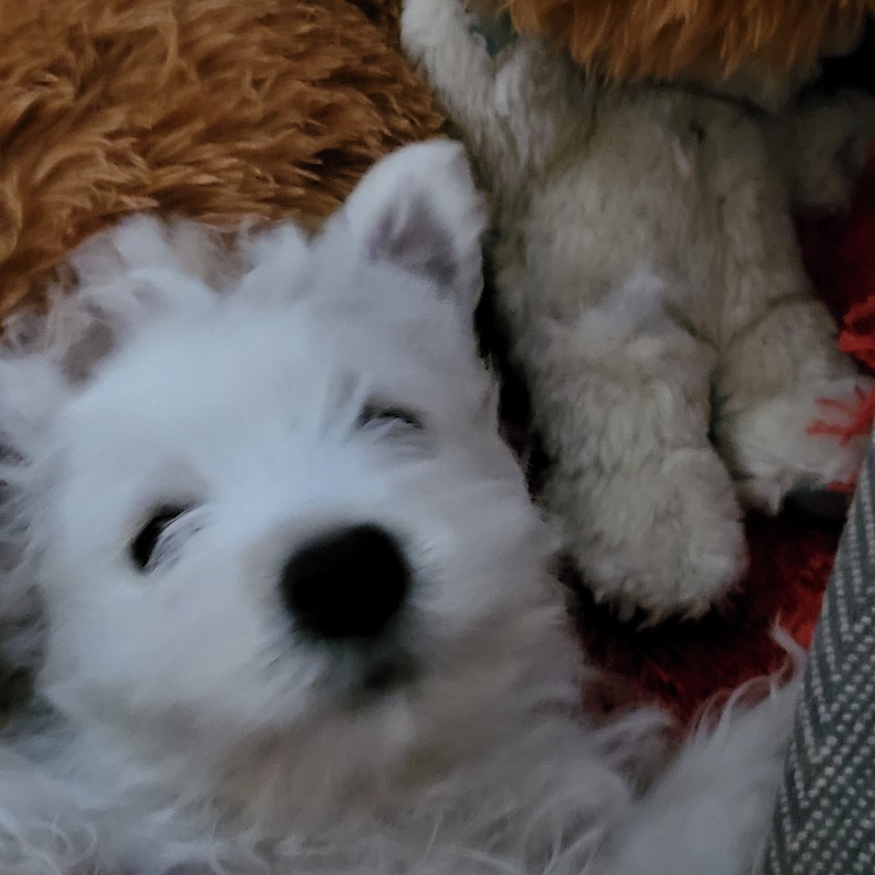 West highland white terrier