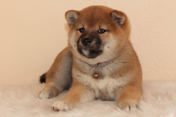 Shiba, flere hvalpe, 9 uger