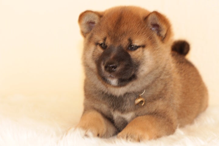 Shiba, flere hvalpe, 9 uger