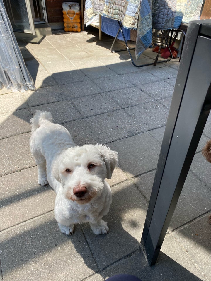 Bichon havanais hund 12 mdr