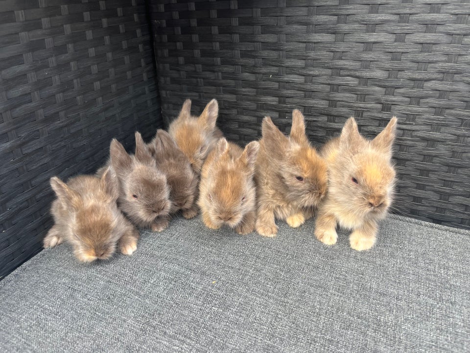 Kanin Løvehoved/Hermelin 0 år