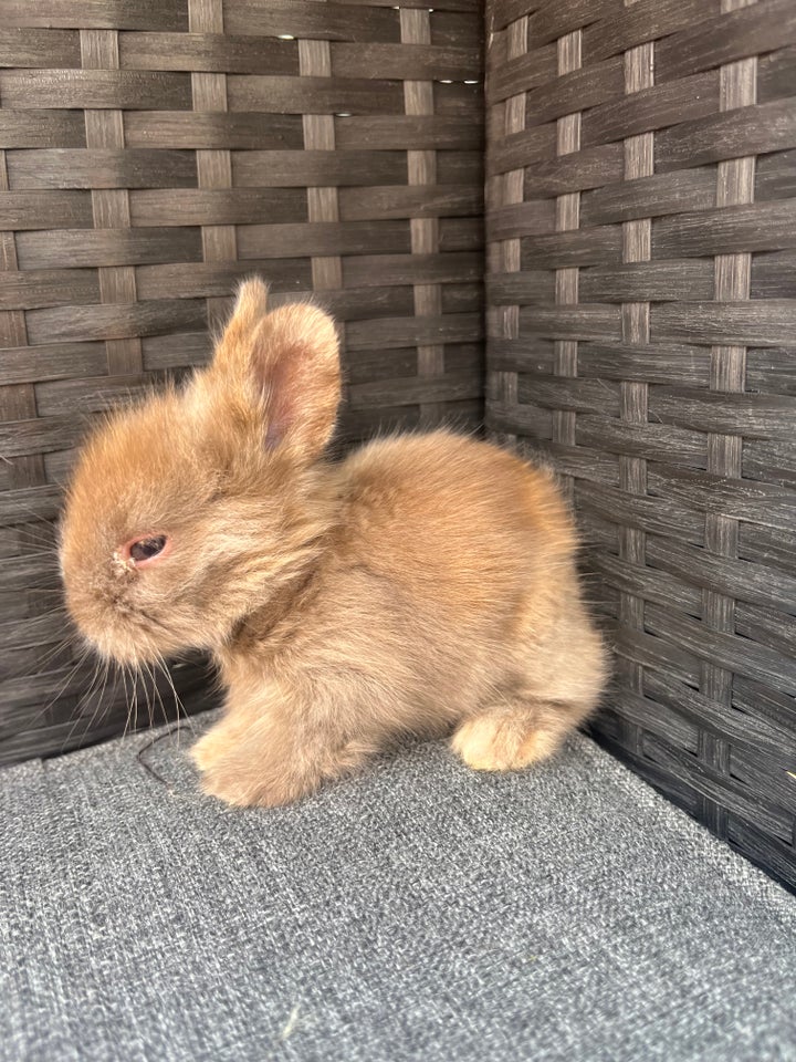 Kanin Løvehoved/Hermelin 0 år