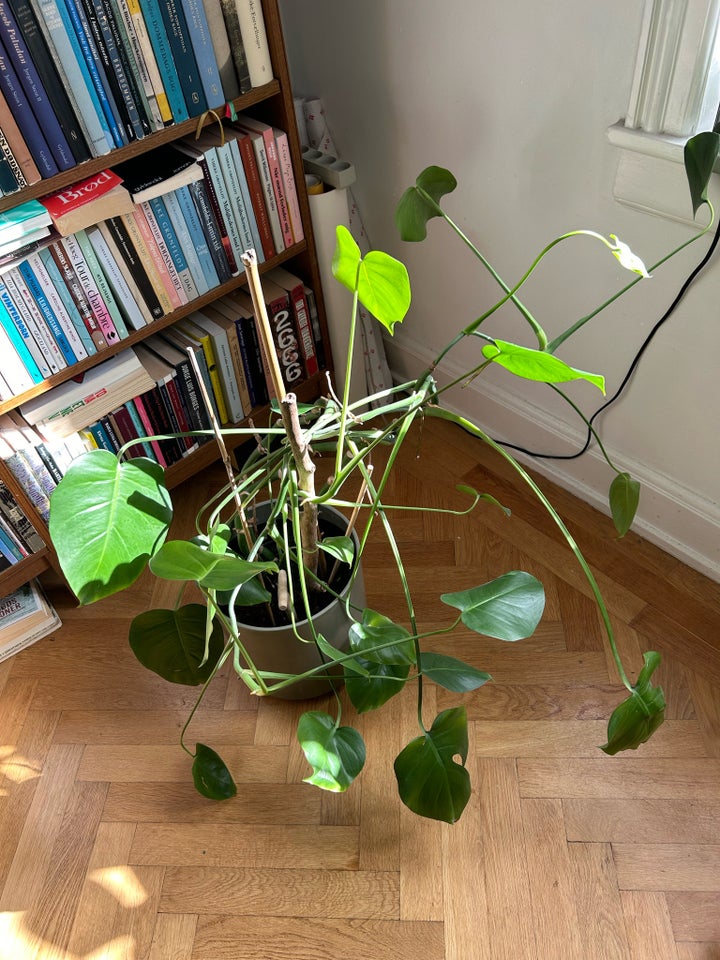 Monstera plante, Monstera